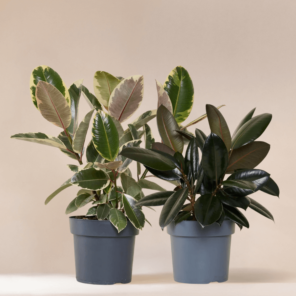 Ficus Bros