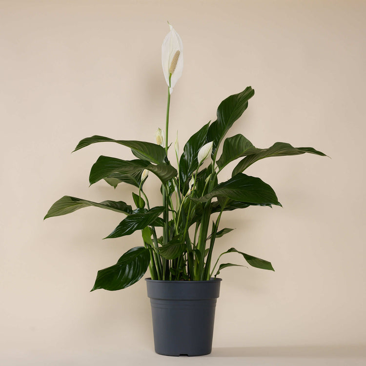 Einblatt (Spathiphyllum Sweet Lauretta) im Anzuchttopf