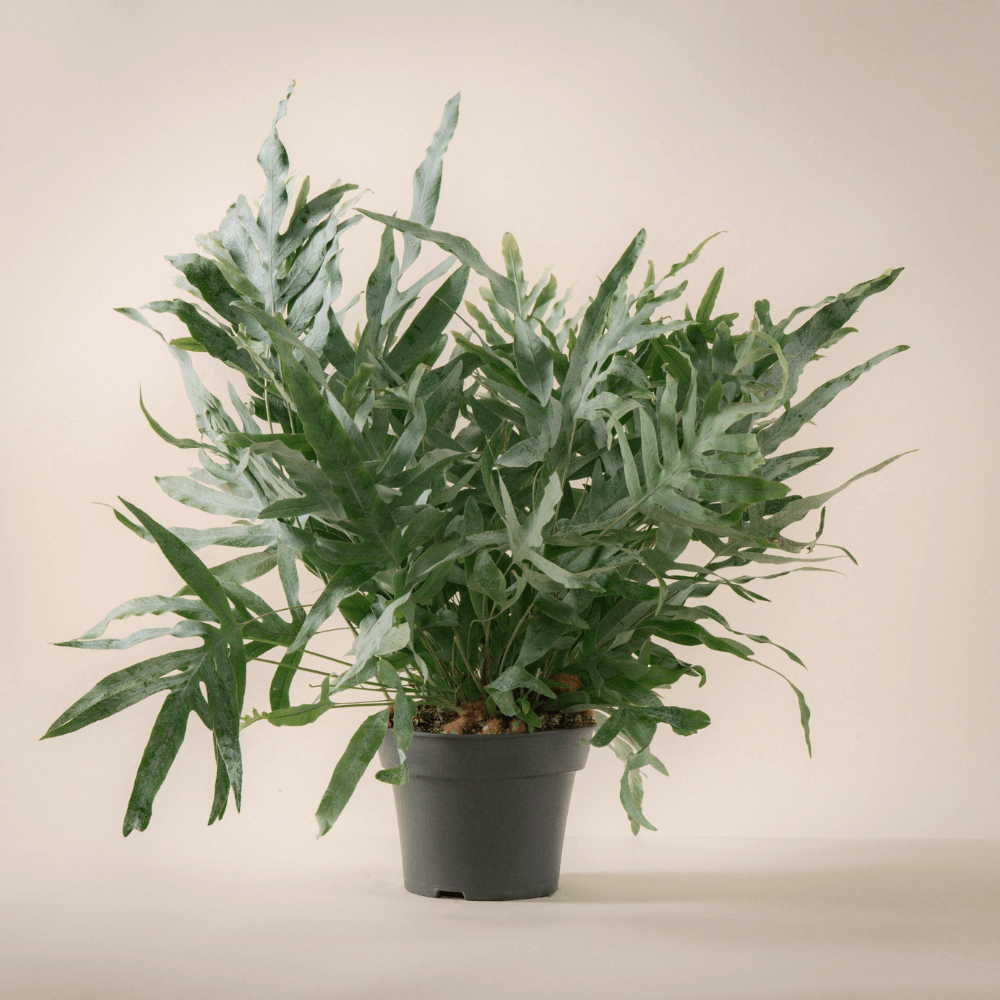 Goldtüpfelfarn (Phlebodium aureum Blue Star Fern) im Anzuchttopf