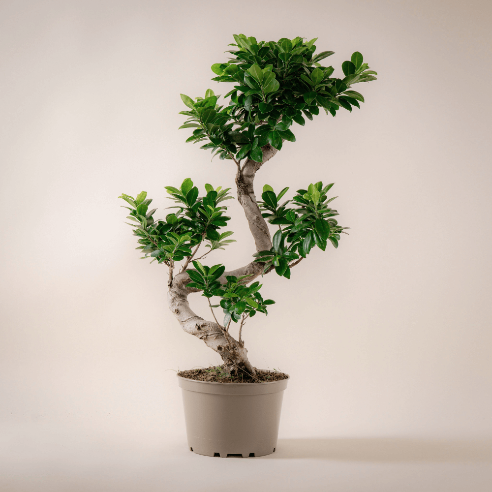 Grosser Ficus Bonsai (Ficus Microcarpa Ginseng) im Anzuchttopf