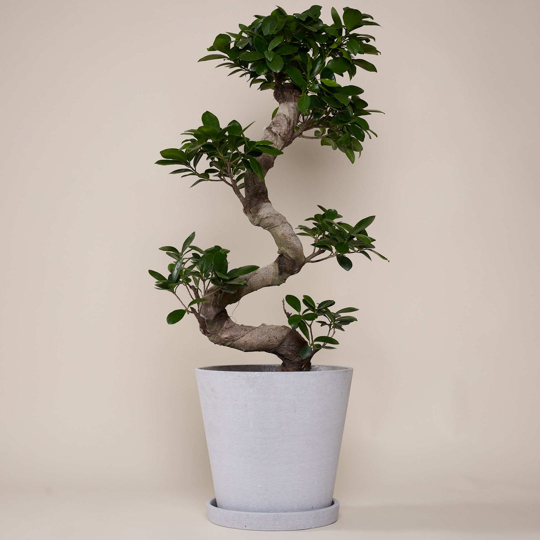 Grosser Ficus Bonsai (Ficus Microcarpa Ginseng) fertig eingetopft mit Schweizer Bio Erde im HAY Designer Topf