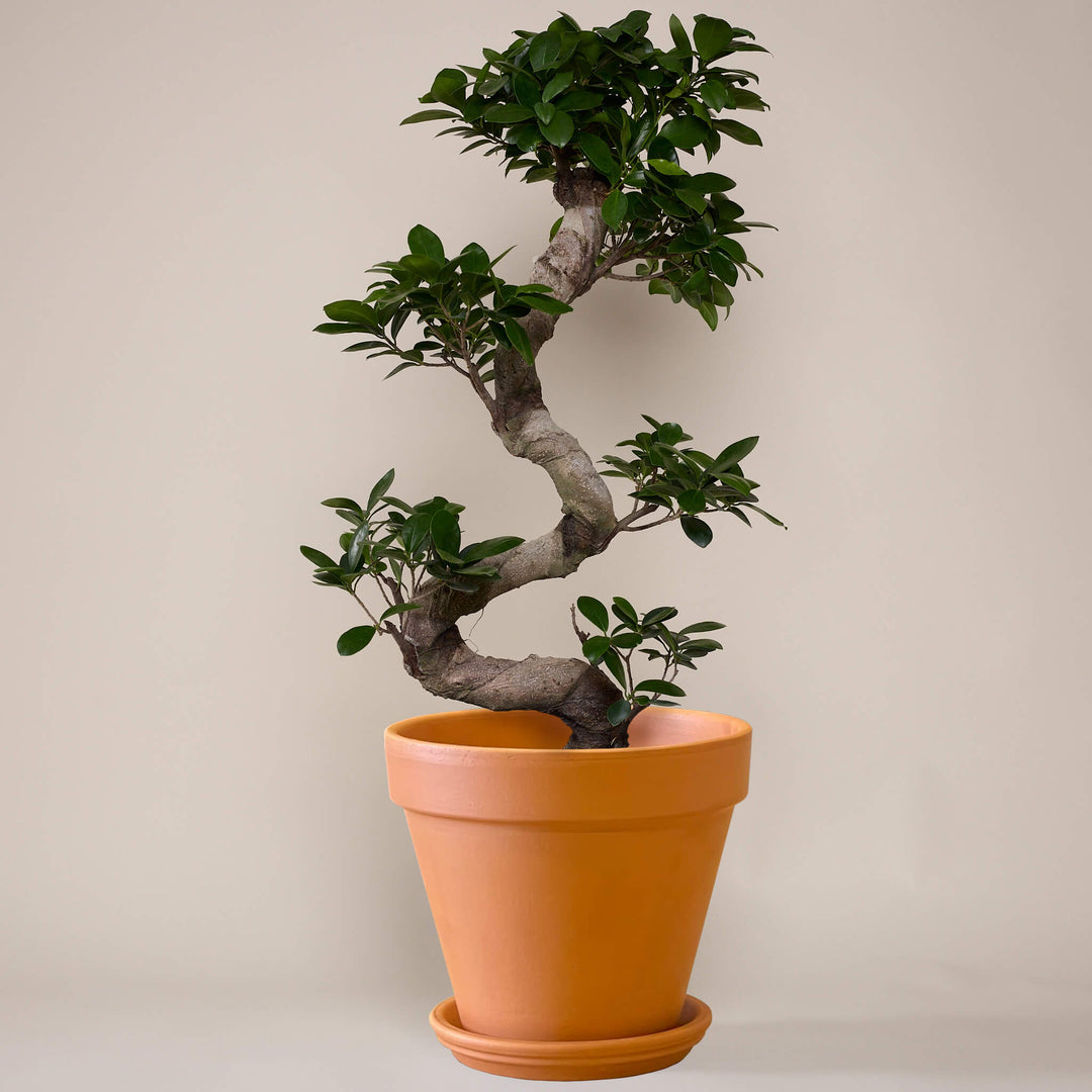 Grosser Ficus Bonsai (Ficus Microcarpa Ginseng) fertig eingetopft mit Schweizer Bio Erde im Terrakotta Topf
