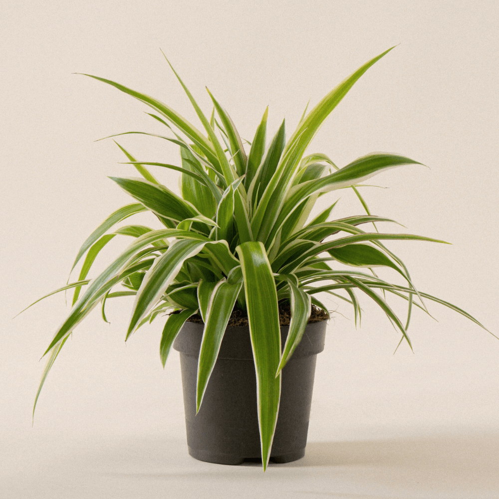 Grünlilie (Chlorophytum comosum) im Anzuchttopf