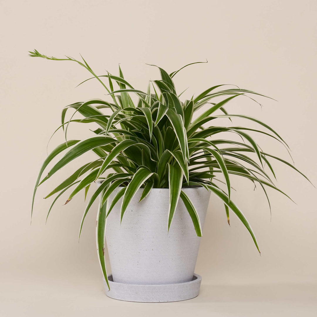 Grünlilie (Chlorophytum comosum) fertig eingetopft mit Schweizer Bio Erde im HAY Designer Topf