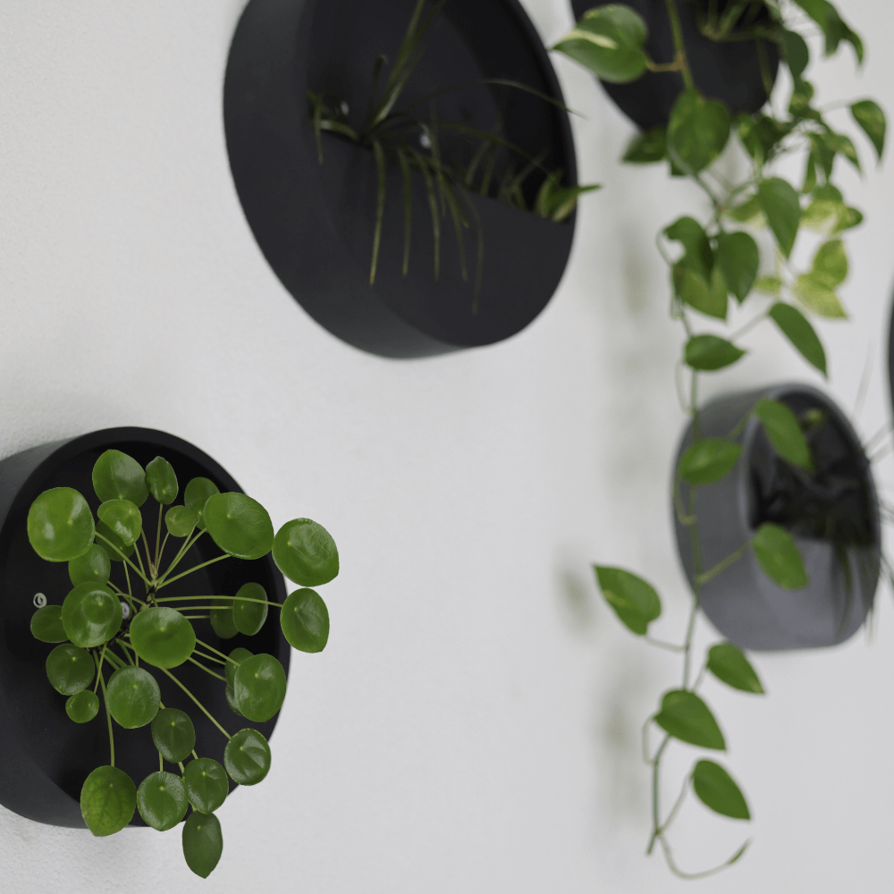 Hanging Wally Wandelement von Pottery Pots Interior bepflanzt mit Ufopflanze (Pilea Peperomioides) und goldene Efeutute (Epipremnum Aureum)