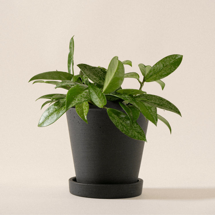 Porzellanblume (Hoya Carnosa Silver Flake) eingetopft mit schweizer Bioerde im schwarzen HAY Designer Topf