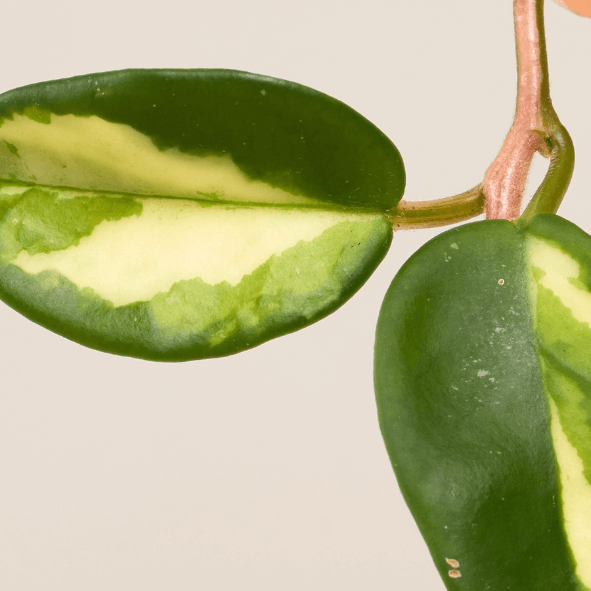 Pozellanblume (Hoya Carnosa Tricolor) Nahaufnahme im Detail