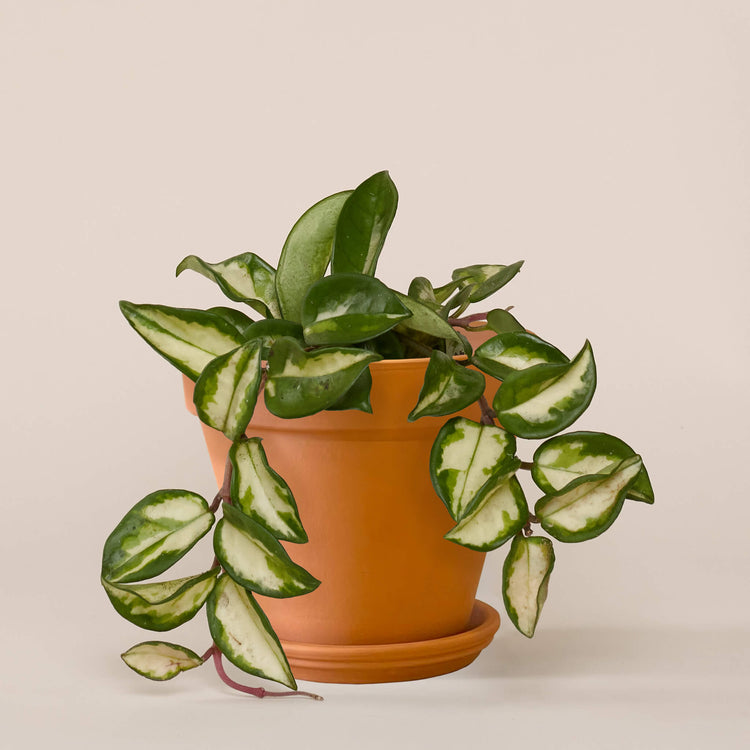 Pozellanblume (Hoya Carnosa Tricolor) fertig eingetopft mit Schweizer Bio Erde im Terrakotta Topf