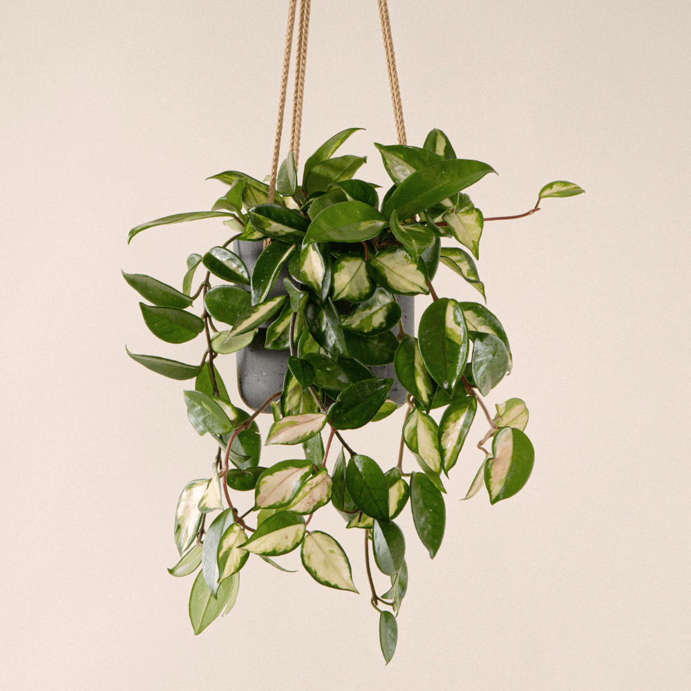 Hoya Carnosa Tricolor