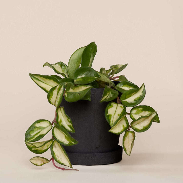 Pozellanblume (Hoya Carnosa Tricolor) fertig eingetopft mit Schweizer Bio Erde im HAY Designer Topf