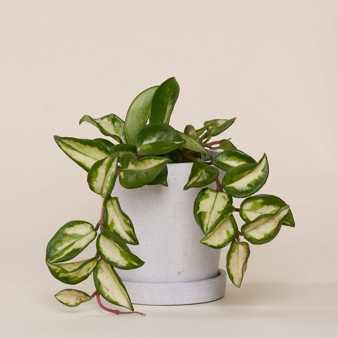 Pozellanblume (Hoya Carnosa Tricolor) fertig eingetopft mit Schweizer Bio Erde im HAY Designer Topf
