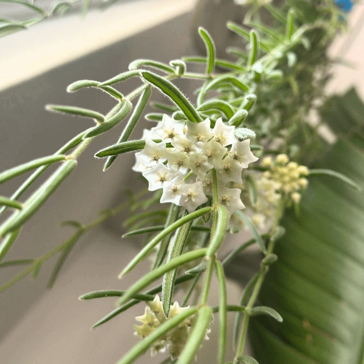 Blüte einer Porzellanblume Hoya Linearis