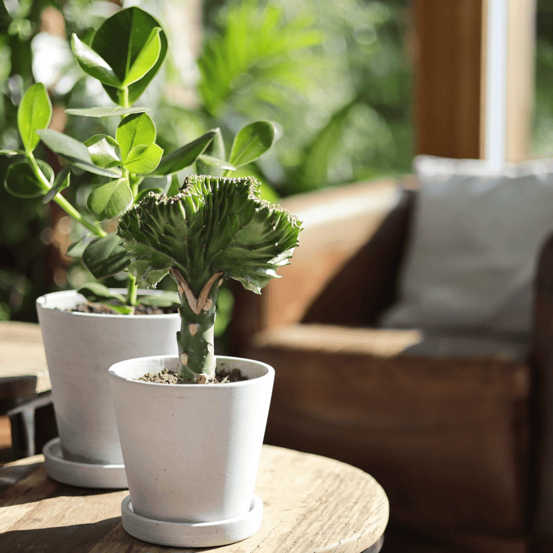 Korallenkaktus (Euphorbia Lactea) Interior eingetopft HAY Designer Topf auf einem Tisch im Arrangement mit einem Geldbaum im Wohnzimmer mit viel direktem Licht und Sonneneinstrahlung