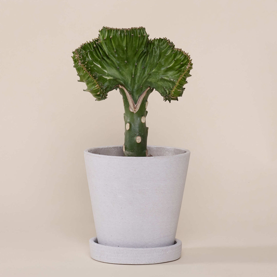 Korallenkaktus (Euphorbia Lactea) fertig eingetopft mit Schweizer Bio Erde im HAY Designer Topf