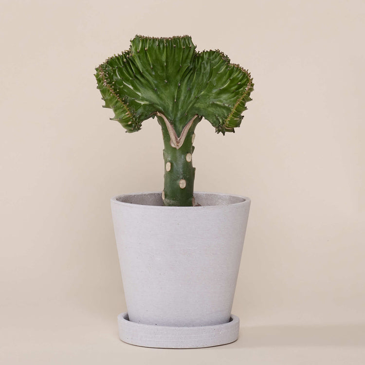 Korallenkaktus (Euphorbia Lactea) fertig eingetopft mit Schweizer Bio Erde im HAY Designer Topf