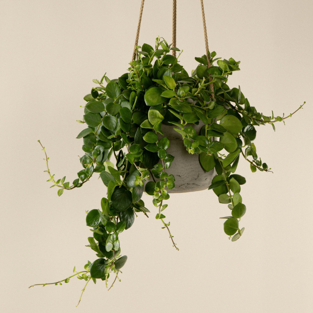 Schamblume (Lipstickplant)  fertig eingetopft mit Schweizer Bio Erde im beigen Hängetopf von Pottery Pots