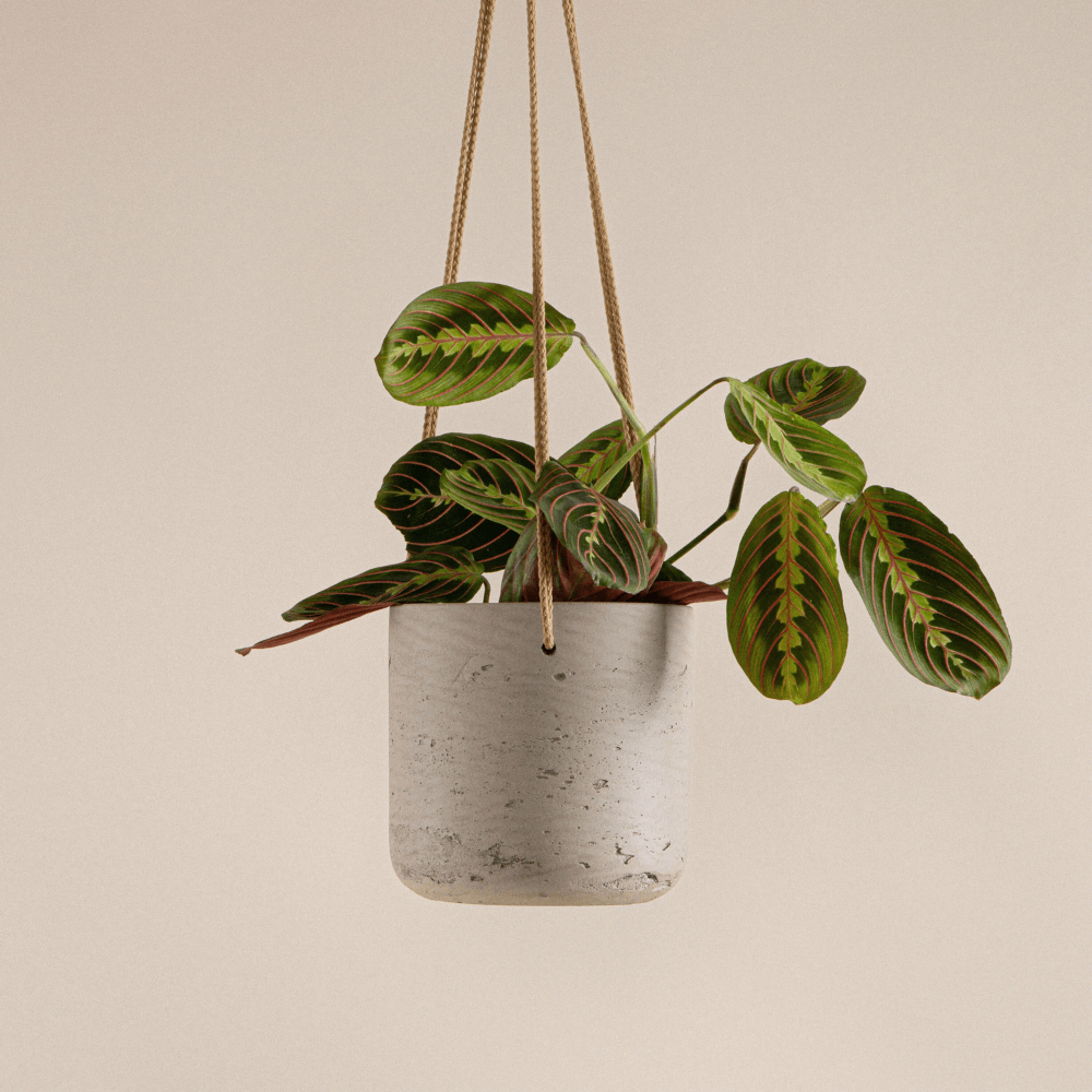 Marante (Maranta Leuconeura Fascinator) fertig eingetopft mit schweizer Bioerde im beigen Hängetopf von Pottery Pots