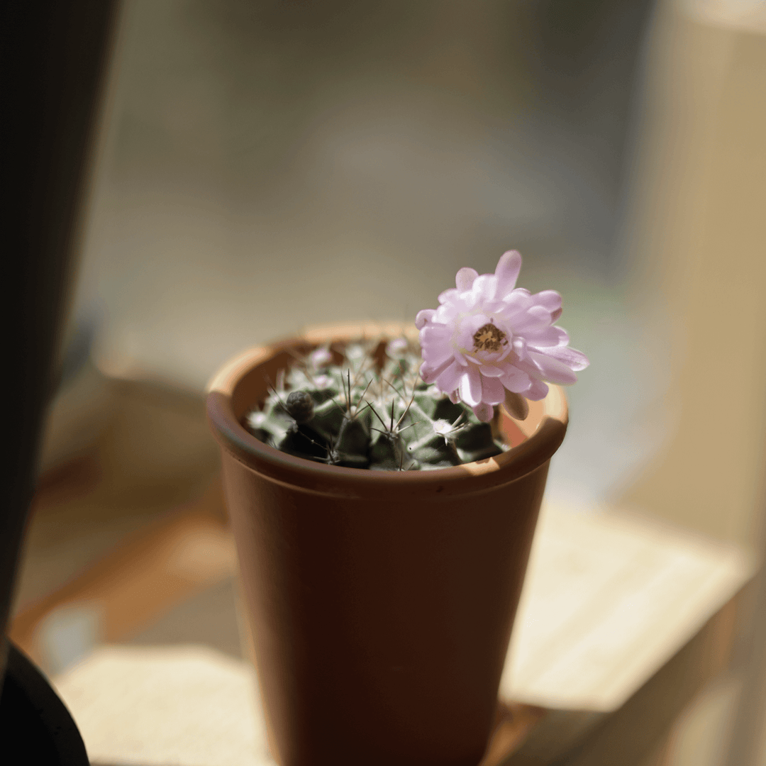 Mini Kaktus (kleine Sukkulente) mit Blüte im Terrakotta Topf