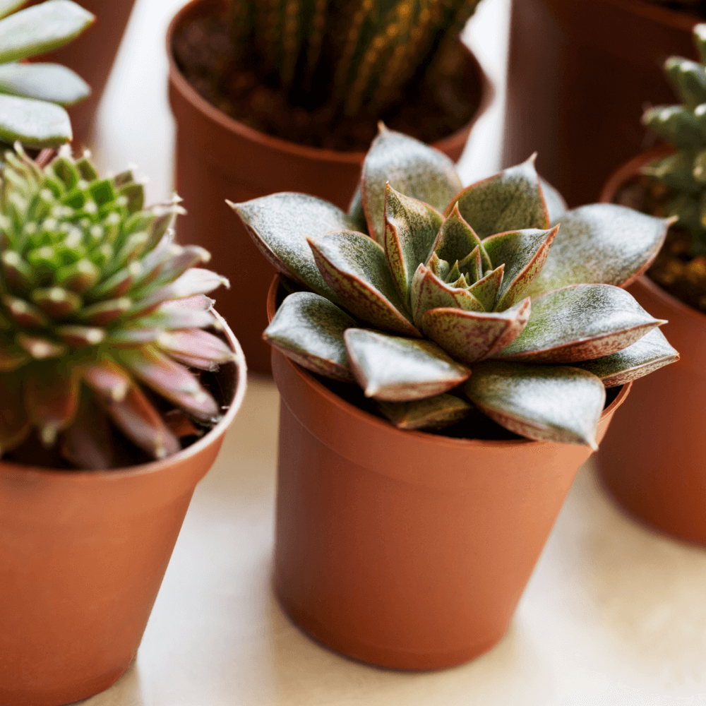 Mini Sukkulenten Trio