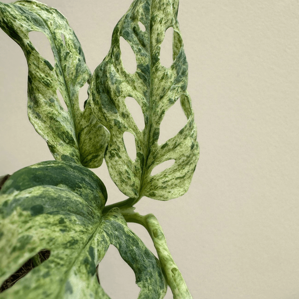 Monstera Frozen Freckles