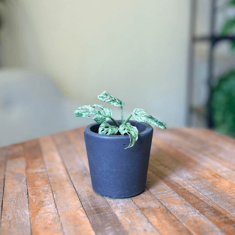 Monstera Frozen Freckles