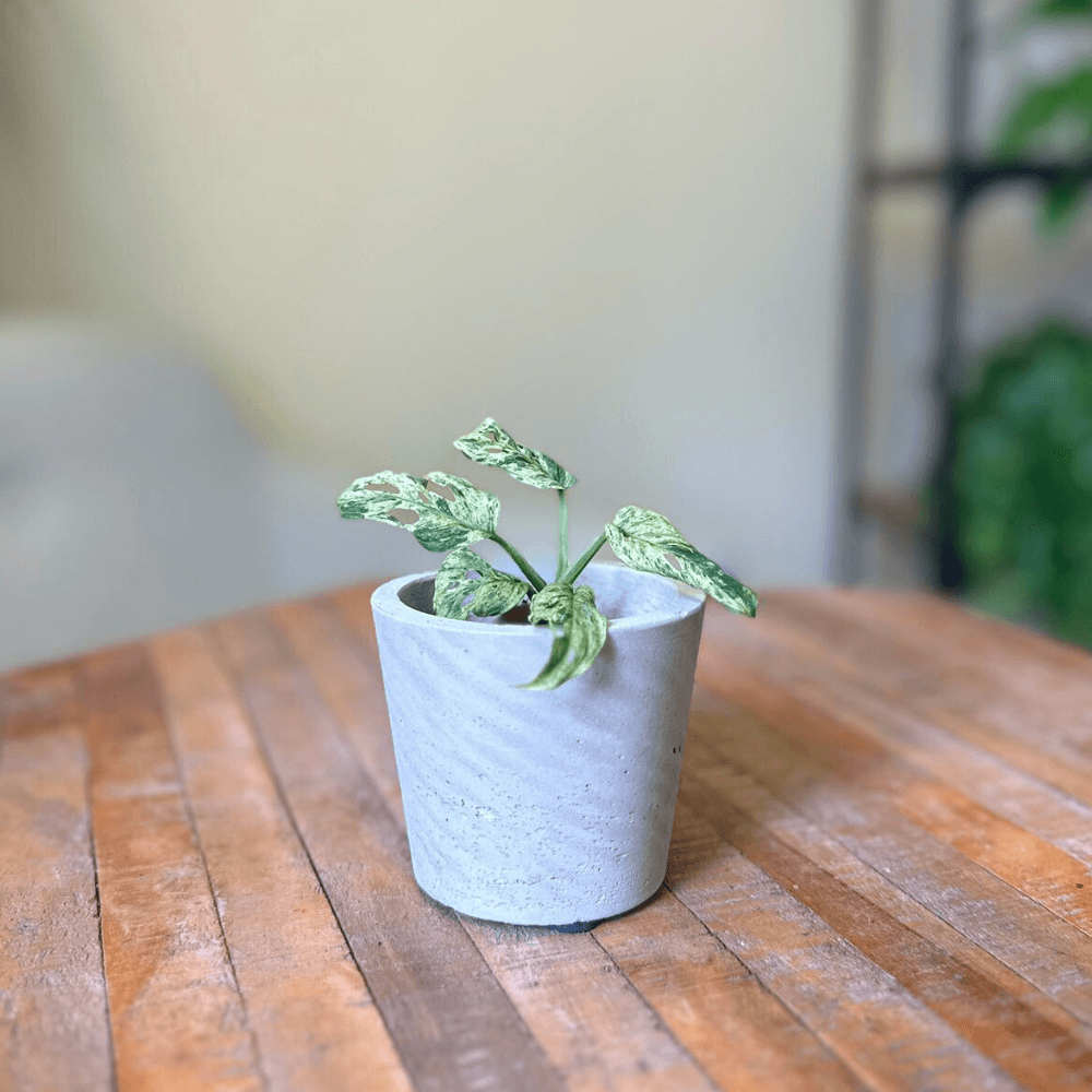 Monstera Frozen Freckles