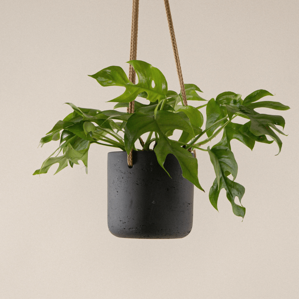 Monstera Minima (Rhaphidophora Tetrasperma) fertig eingetopft mit Schweizer Bio Erde im anthrazit Hängetopf von Pottery Pots