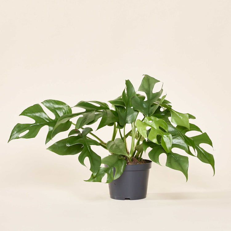 Monstera Minima (Rhaphidophora Tetrasperma) im Anzuchttopf