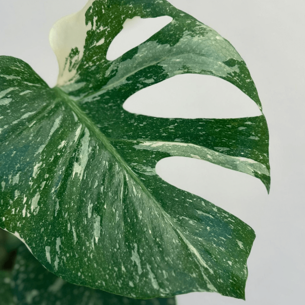 Monstera Thai Constellation