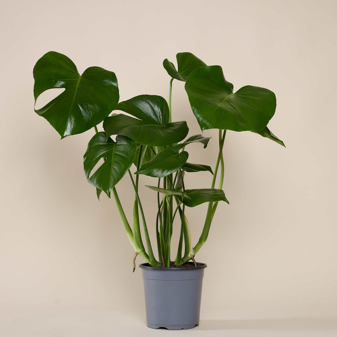 Monstera Deliciosa (köstliches Fensterblatt) im Anzuchttopf