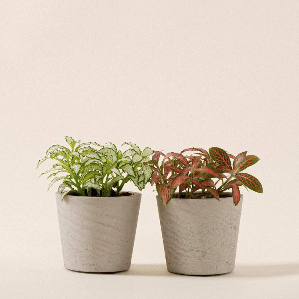 Mosaikpflanze (Mini Fittonia) Duo mit Mini Bucket von Pottery Pots