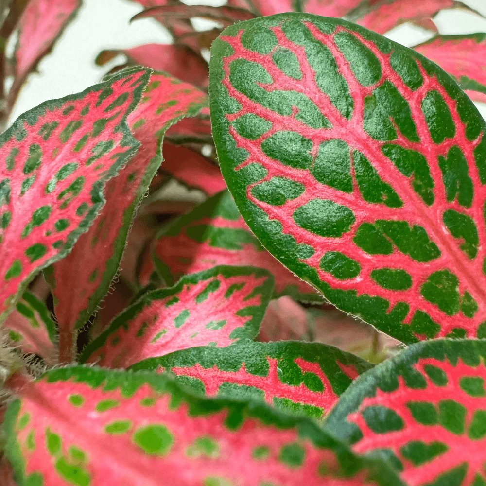 Mosaikpflanze (Mini Fittonia) Nahaufnahme im Detail