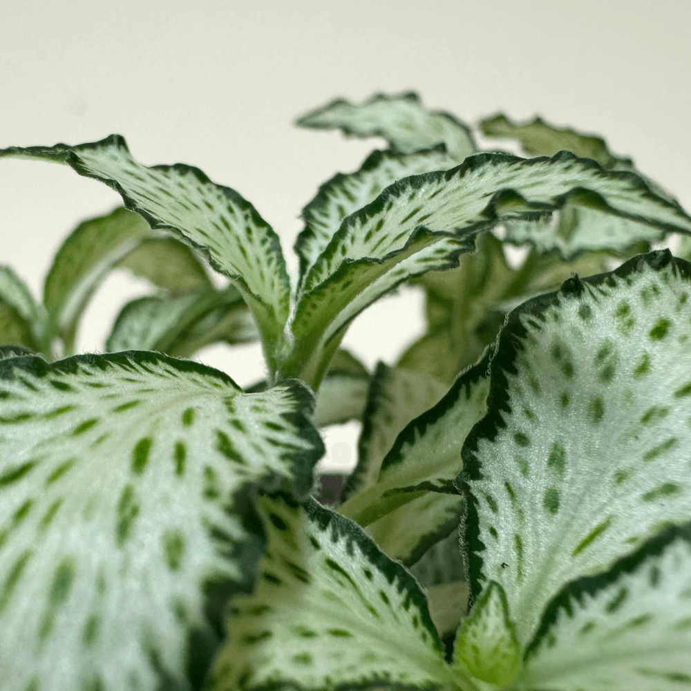 Mosaikpflanze (Mini Fittonia) Nahaufnahme im Detail