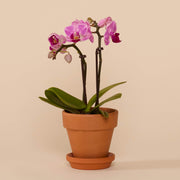 Mini Orchidee