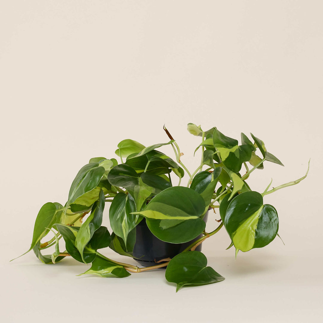 Baumfreund (Philodendron scandens Brasil) im Anzuchttopf