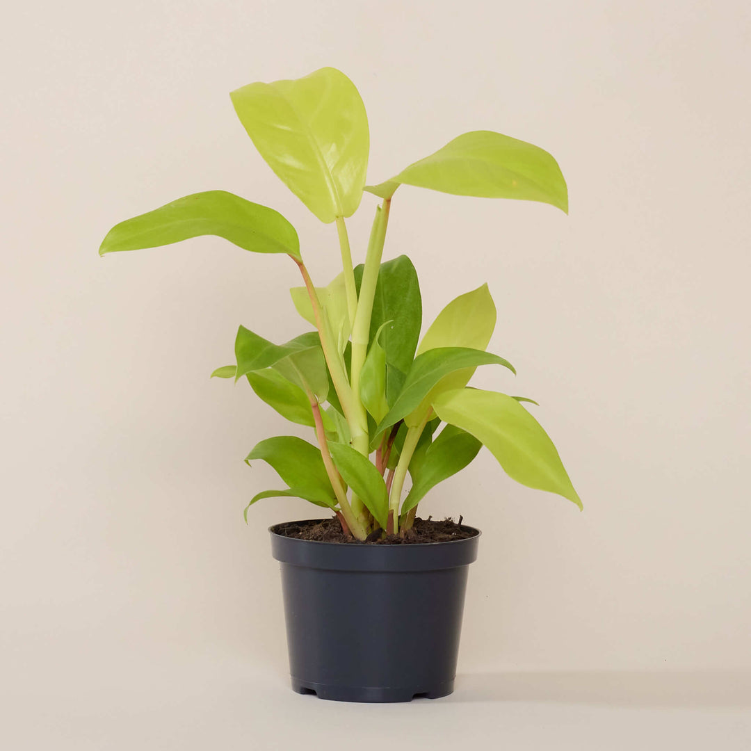 Baumfreund (Philodendron Malay Gold) im Anzuchttopf