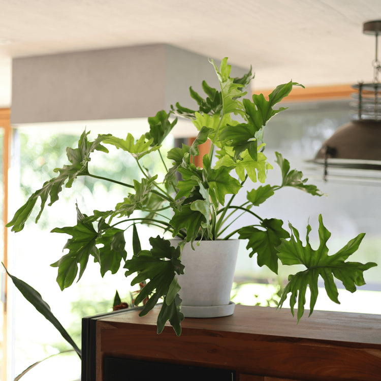 Philodendron Hop Interior eingetopft im AY Desinger Topf auf einer Kommode aus Holz im Wohnzimmer