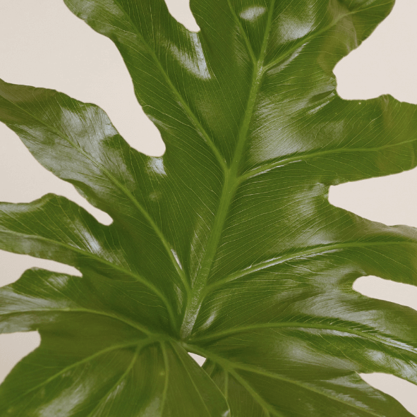 Baumfreund (Philodendron Hope) Nahaufnahme im Detail