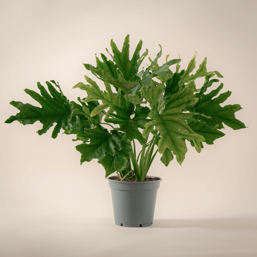 Philodendron Hope