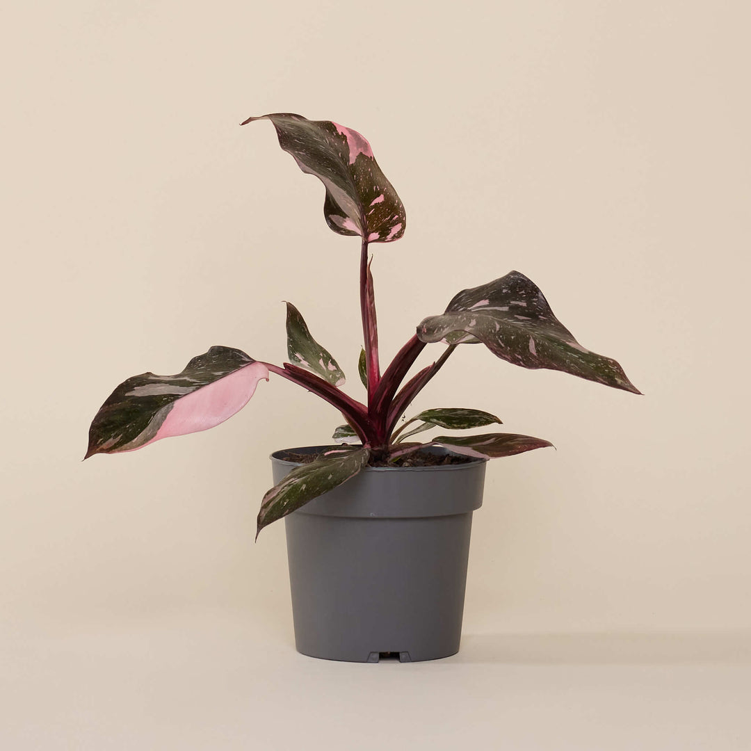 Baumfreund (Philodendron Pink Princess) im Anzuchttopf