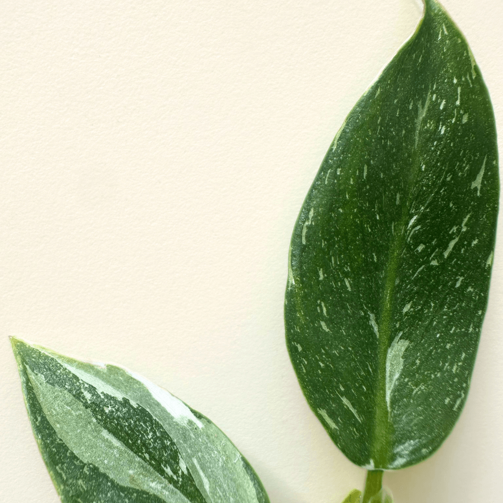 Philodendron White Princess