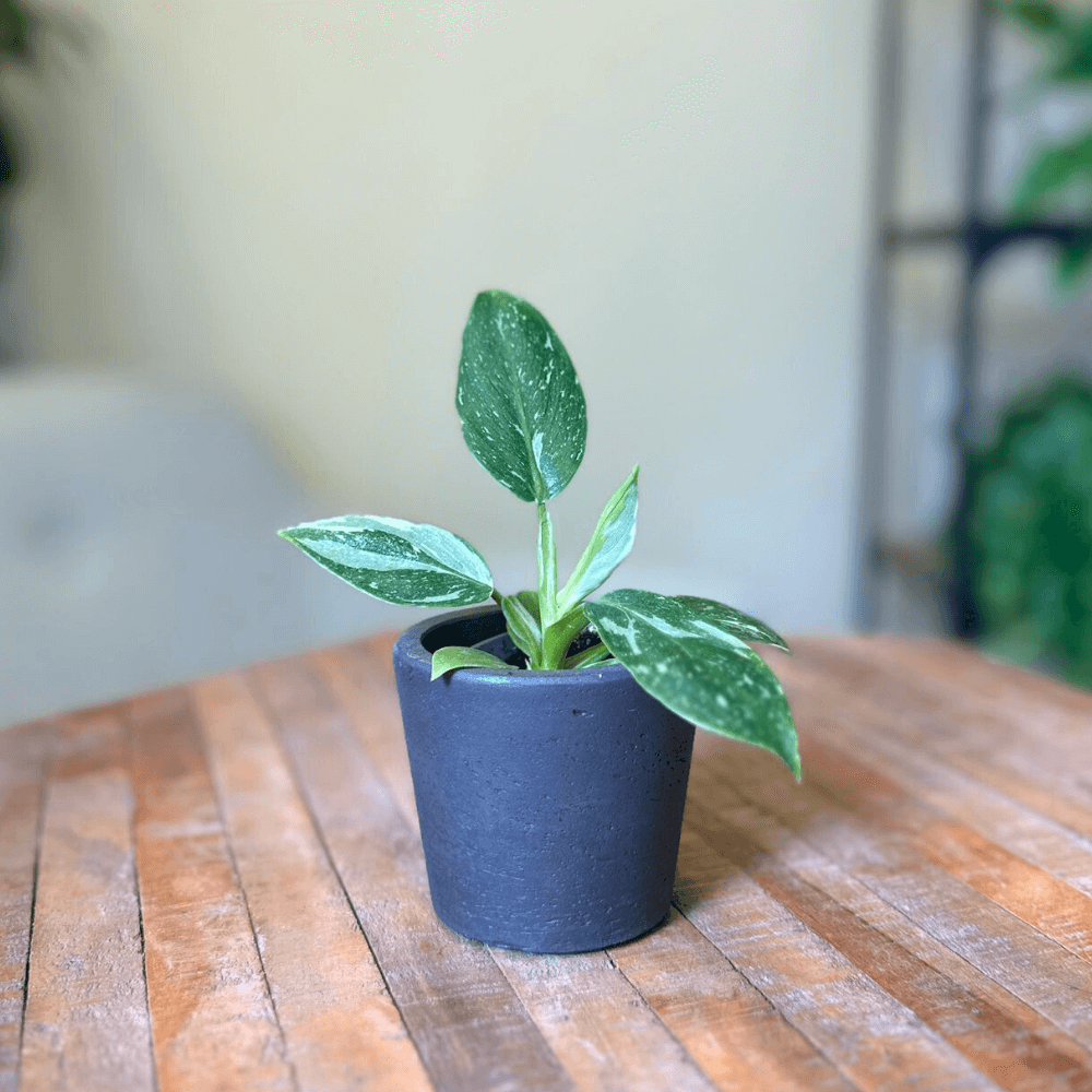 Philodendron White Princess