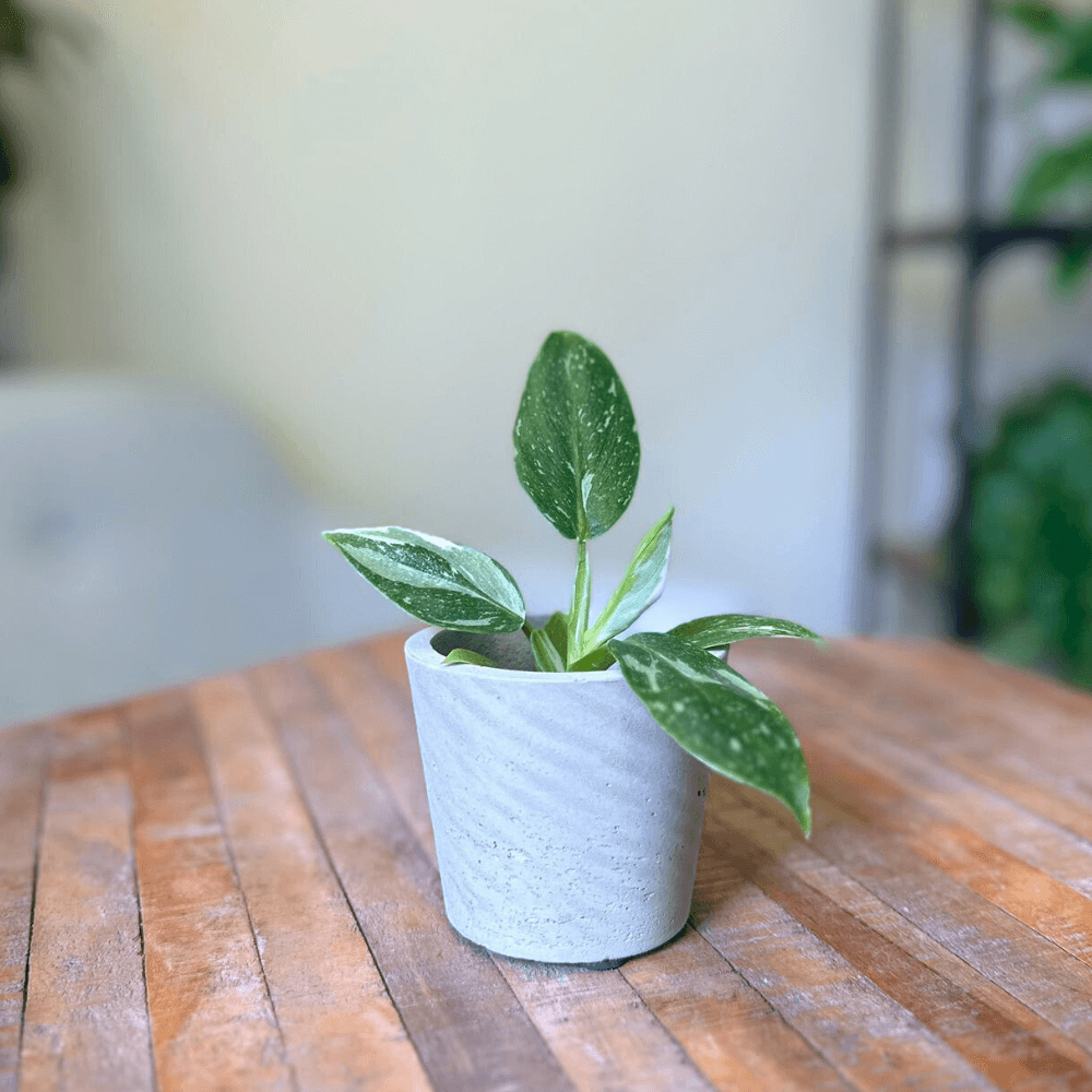 Philodendron White Princess