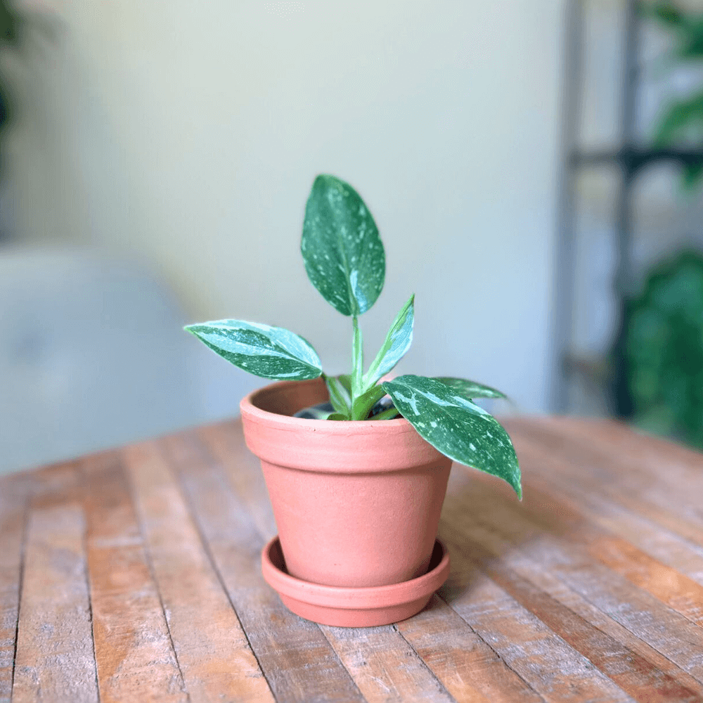 Philodendron White Princess