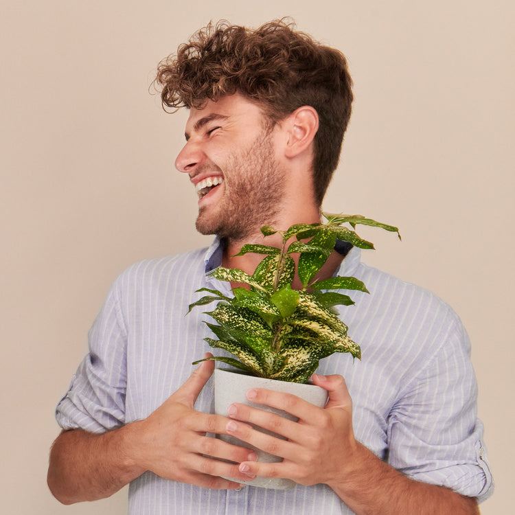 Ein junger Mann in einem blau weiss gestreiften Hemd hält einen Bambus-Drachenbaum (Dracaena Surculosa) fertig eingetopft mit Schweizer Bio Erde im hellgrauen HAY Designer Topf