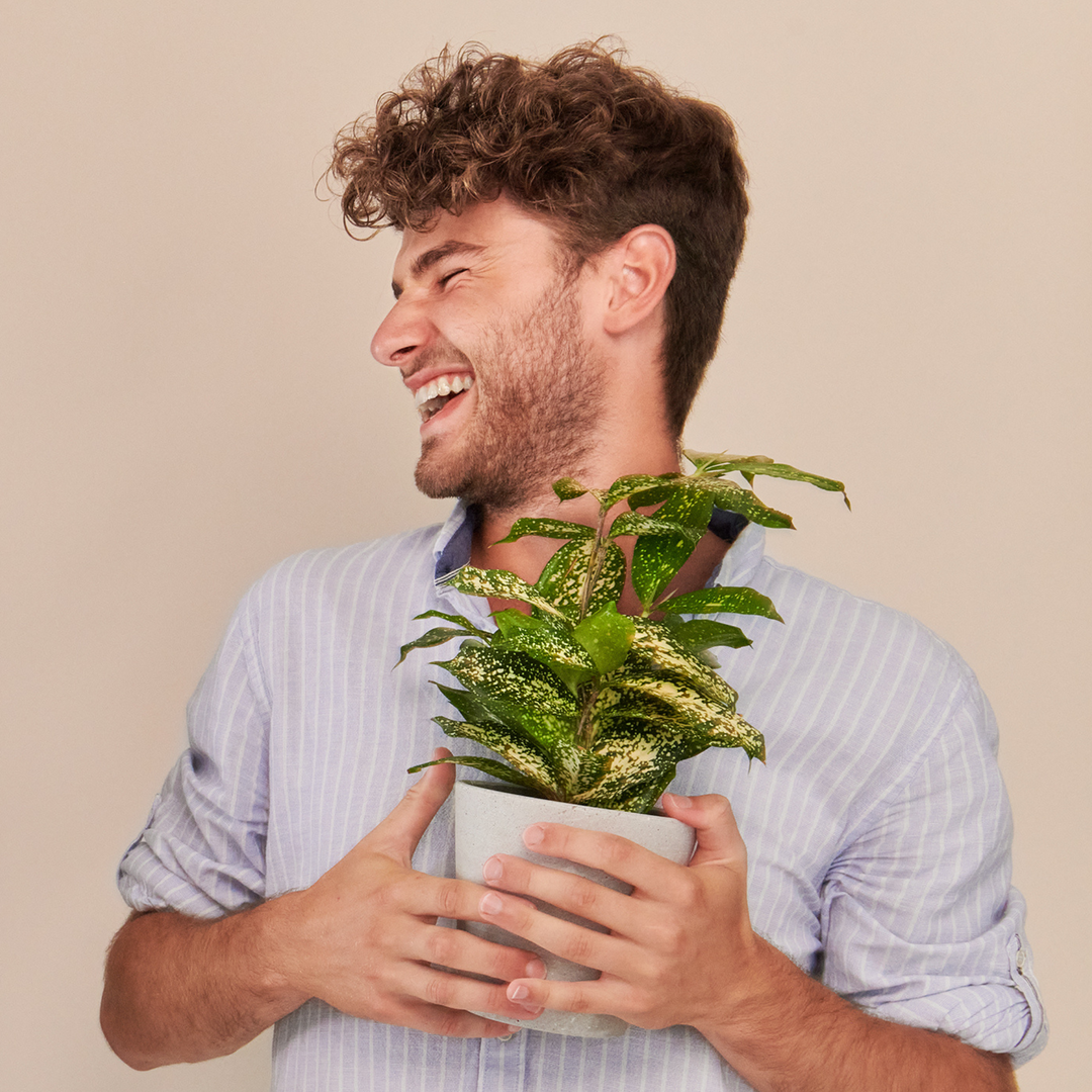 Ein junger Mann in einem blau weiss gestreiften Hemd hält einen Bambus-Drachenbaum (Dracaena Surculosa) fertig eingetopft mit Schweizer Bio Erde im hellgrauen HAY Designer Topf