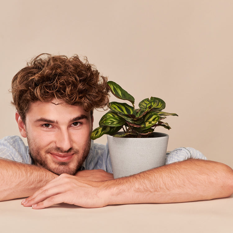 Pfauen-Korbmarante (Calathea Makoyana) fertig eingetopft mit Schweizer Bio Erde im HAY Designer Topf mit einem männlichen Model bei einem Fotoshooting