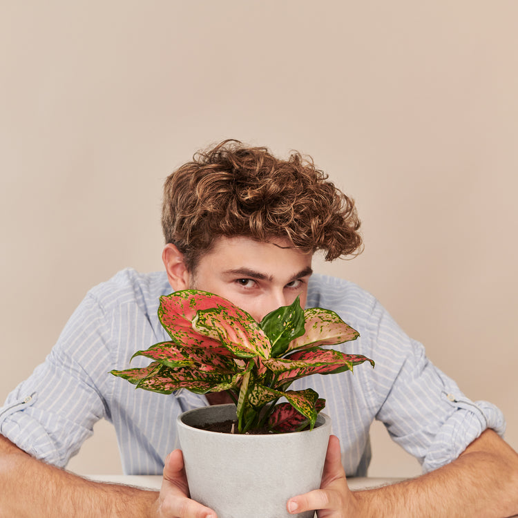 Kolbenfaden (Aglaonema Spotted Star) fertig eingetopft mit Schweizer Bio Erde im HAY Designer Topf mit einem Model bei einem Fotoshooting versteckt sich hinter der Pflanze und trägt ein blau weiss gestreiftes Hemd