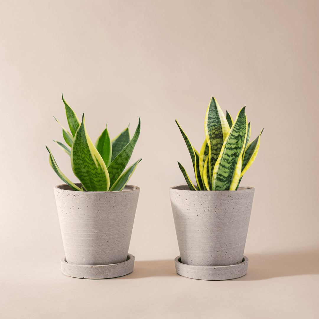 Sansevieria Pärchen