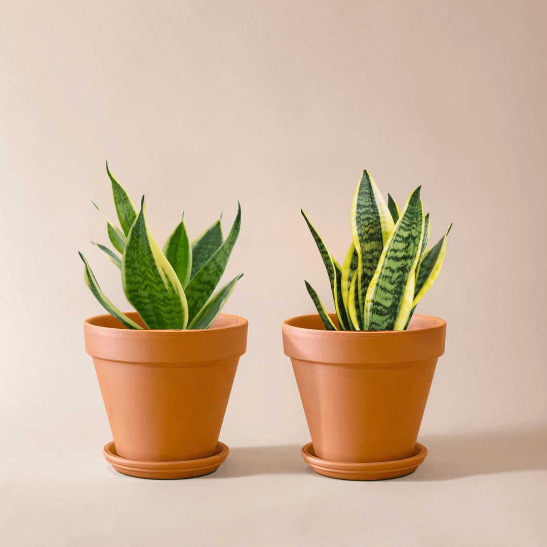 Sansevieria Pärchen